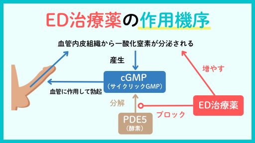 ED治療薬の作用機序