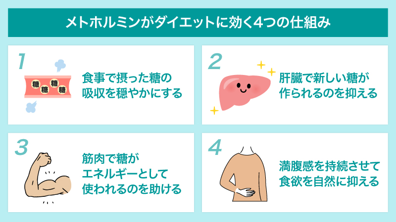メトホルミンがダイエットに効く4つの仕組み