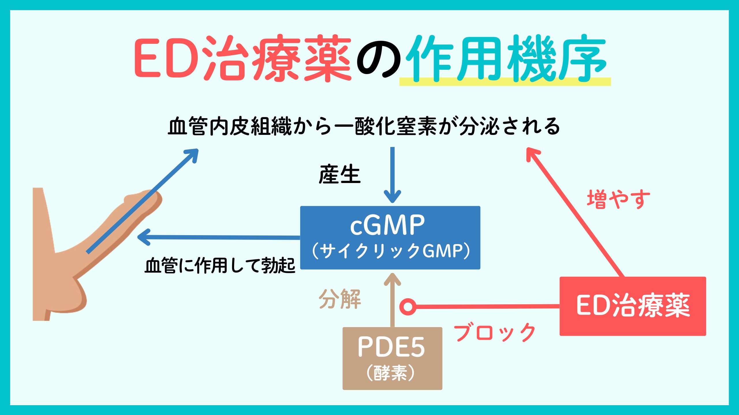 ED治療薬の作用機序